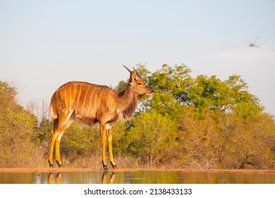 Nyala quenching it's thirst at a watering hole on a hot Summers day, South Africa