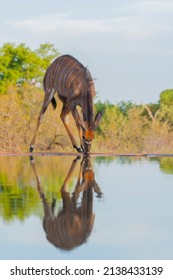 Nyala quenching it's thirst at a watering hole on a hot Summers day, South Africa