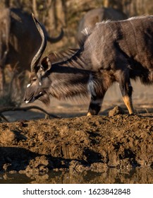 Nyala (Side View) in the Kruger national park South Africa
