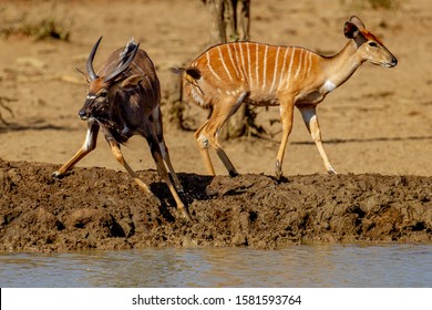 Nyala spiral-horned antelope male and female 
