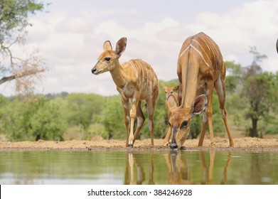 Nyala (Tragalaphus angasii) A trio of nyala ewes drink at a waterhole in the Zululand sand veld. Pongola, South Africa - Powered by Shutterstock