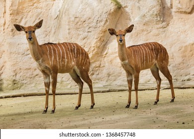 Nyala (Tragelaphus Angasii). Wild Life Animal.