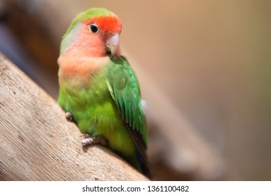 Nyasa lovebird or lilians lovebird, exotic parrot bird, perched on a tree branch .