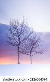 NYC Park Sunset View After Snowstorm 