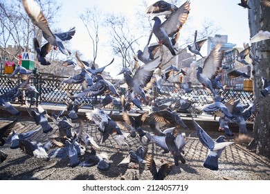 NYC, USA - FEB 15, 2022: Pigeons Flocking In Chinatown New York City.