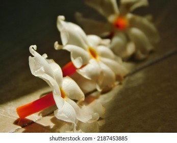 Nyctanthes Arbor Tristis Also Known As Night Flowering Jasmine, Parijat, Gangaseuli, Jharaa Sephali, Siuli Flower With Beautiful Bokeh Background.