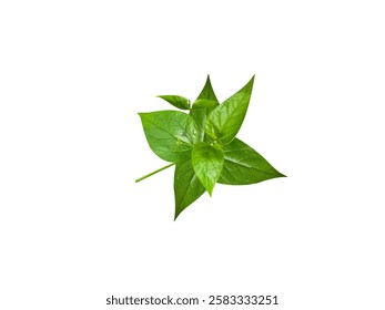 Nyctanthes arbor tristis or night blooming jasmine leaves isolated on white background