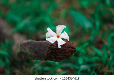 Seven-petals Images, Stock Photos & Vectors | Shutterstock