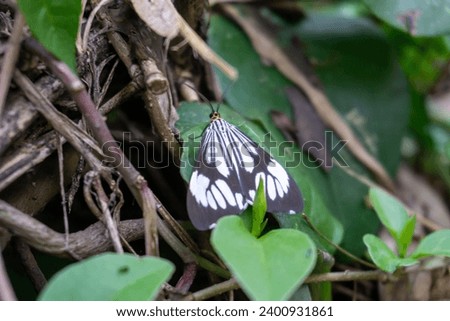 Nyctemera coleta, the marbled white moth or white tiger moth, is a moth found from India to the Philippines, and from Japan to Papua New Guinea