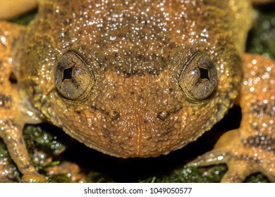 79 Amboli Toad Images, Stock Photos & Vectors | Shutterstock