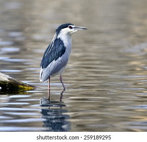 Nycticorax Nycticorax