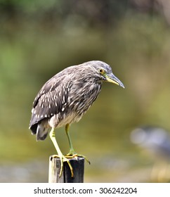 Nycticorax Nycticorax(the Young)