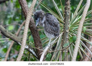 Nycticorax Nycticorax On Tree Gain