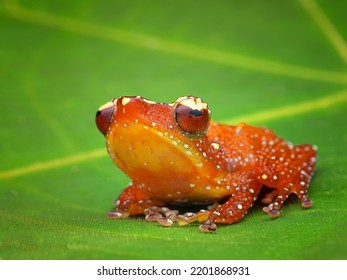 Nyctixalus Pictus - Cinnamon Frog Family Of Rhacophoridae.