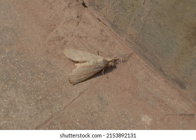 Nygmiini Are A Tribe Of Tussock Moths Of The Erebidae Family. Subfamily Lymantriinae. Moths Are Very Hairy. Arthropoda Insect Lepidoptera Noctuoidea. India. Summer Season.