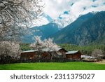 Nyingchi Tibet  China  Peach Blossom Festival