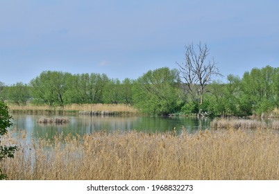 Nyirkai Hany, Wetland Conservation Area In The National Park Neusiedler See In Hungary