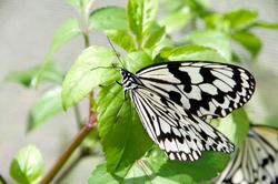 Nymph (Idea Leuconoe) Butterfly
