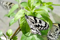 Nymph (Idea Leuconoe) Butterfly With Green Leaves Background 