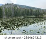 Nymph Lake in Rocky Mountain National Park