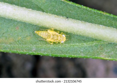 Nymph, Larva Of Leafhopper On A Damaged Hemp Leaf. These Plant Pests Suck Plant Sap.