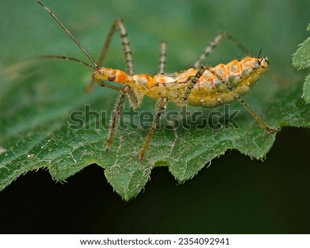 Nymph of Leafhopper assassin bug (Zelus renardii) on a leaf. Photo taken in Spain, where this Leafhopper is an invasive species