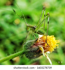 Nymph Phaneropterine Katydids
Enjoy Evening