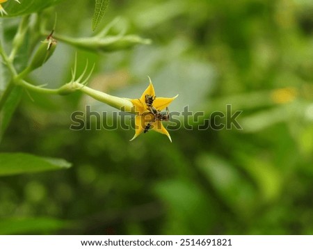 The nymph of the predacious bug stays on the flower of Mussaenda formosanum  in the lowland forest in eastern Taiwan.