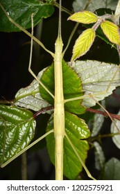 Nymph Sipyloidea Sipylus Pink Winged Stick Stock Photo 1202575921 ...