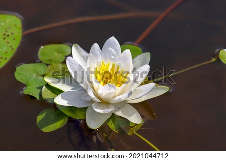 Nymphaea alba white flower in lake water close up