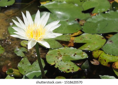 Nymphaea Alba White Water Lily