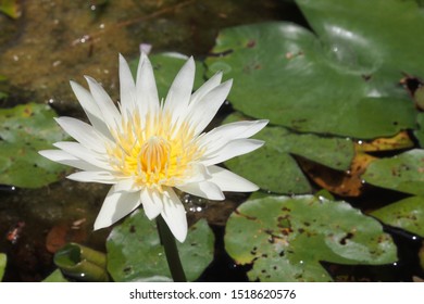 Nymphaea Alba White Water Lily