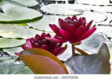 Nymphaea Black Princess