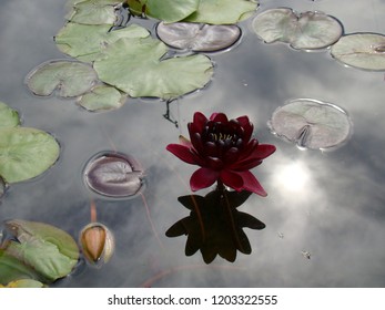 Nymphaea Black Princess (Water Lily)  On The Water