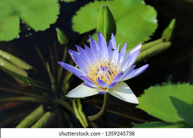 Nymphaea caerulea. Blue Lotus closeup in Thailand