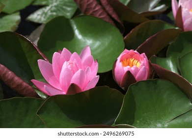 Nymphaea candida flower or white lotus flowers blooming in a lake. White lotus flower with yellow pollen seen from above. Dwarf White Water Lily, Small White Water Lily, Miniature Water Lily - Powered by Shutterstock