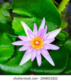 Nymphaea Capensis Is An Aquatic Flowering Plant Of The Water Lily Family Nymphaeaceae