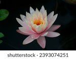 Nymphaea Clyde Ikins waterlily flower