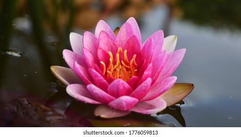 Nymphaea Conqueror ( Water Lily )