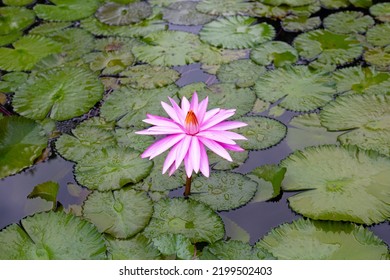 42,311 Beautiful lotus pool Images, Stock Photos & Vectors | Shutterstock