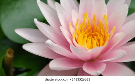 Nymphaea, lotus flower, various aquatic plants, bright rose colors, clear front, blurred background, natural background. - Powered by Shutterstock