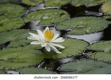 3,476 White egyptian lotus Images, Stock Photos & Vectors | Shutterstock