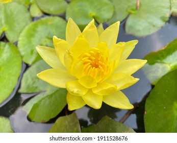 Nymphaea mexicana is a species of aquatic plant that is native to the Southern United States and Mexico. Common names include yellow waterlily, Mexican waterlily