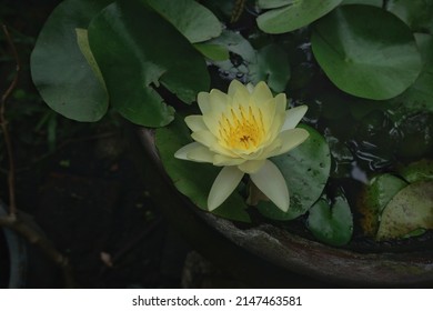 Nymphaea mexicana is a species of aquatic plant , Common names include yellow waterlily, Mexican waterlily
, planted in  a clay pot as an artificial fish pond.