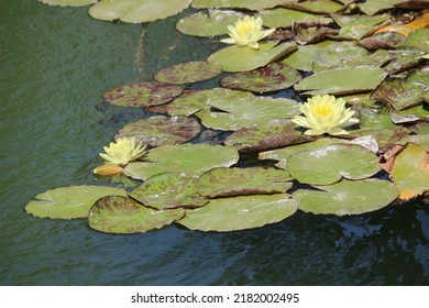 Nymphaea mexicana is a species of aquatic plant. Also known as a yellow waterlily, Mexican waterlily and banana waterlily