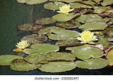 Nymphaea mexicana is a species of aquatic plant. Also known as a yellow waterlily, Mexican waterlily and banana waterlily