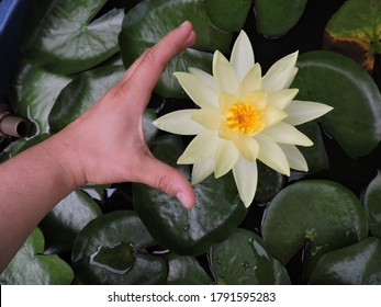 Nymphaea Mexicana. Yellow Water Lily