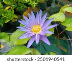 Nymphaea nouchali, often known by its synonym Nymphaea stellata, or by common names blue lotus, star lotus, red water lily, dwarf aquarium lily, blue water lily, blue star water lily or manel flower.