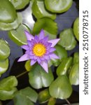 Nymphaea nouchali, often known by its synonym Nymphaea stellata, or by common names blue lotus, star lotus, red water lily, dwarf aquarium lily, blue water lily, blue star water lily or manel flowe