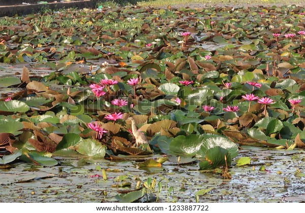 Nymphaea Nouchali Often Known By Synonym Stock Photo Edit Now Nymphaea Nouchali Often Known By Synonym Stock Photo Edit Now